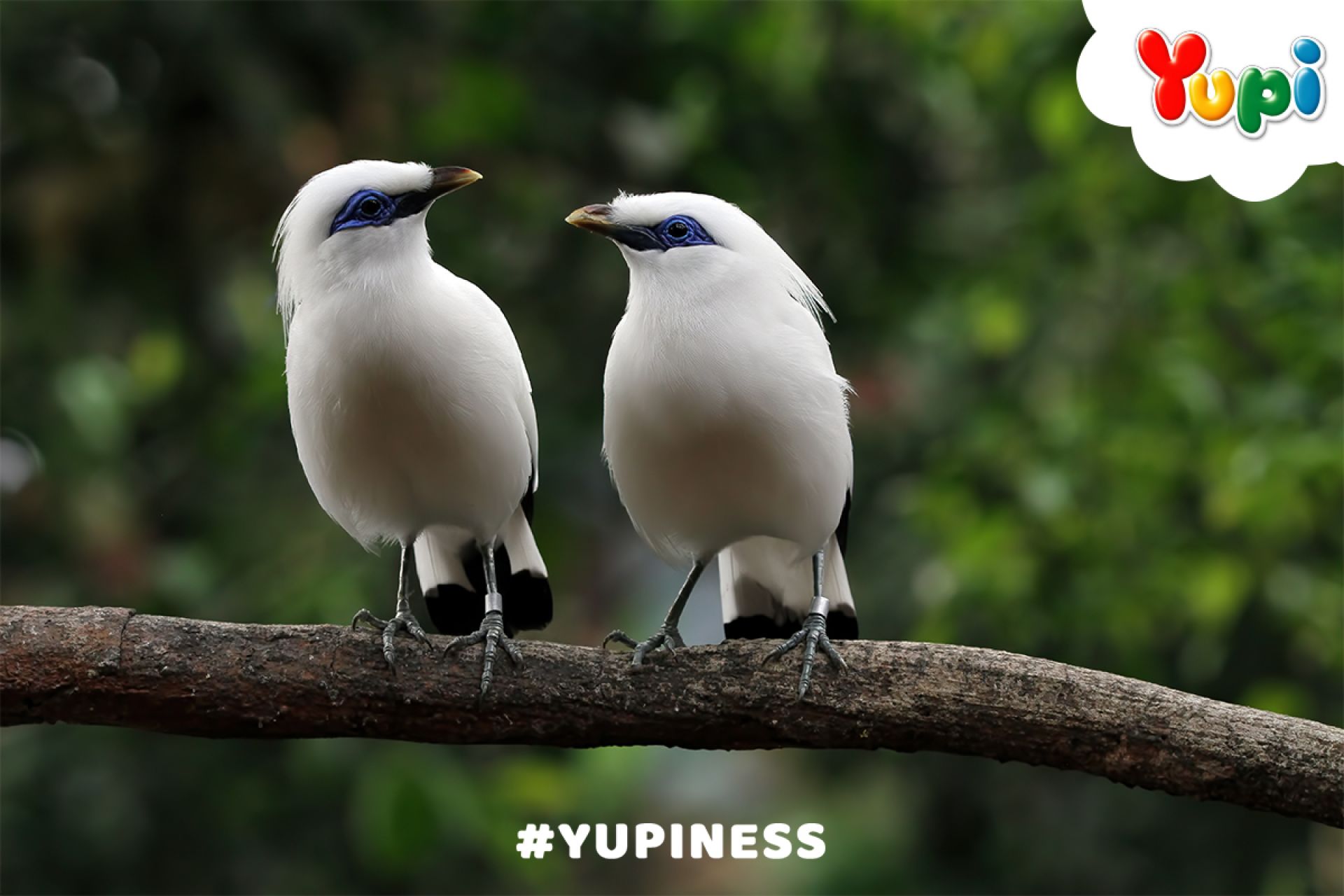 5 Hewan Cantik Yang Dilindungi